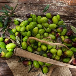 Click to enlarge image olive-picking-954.jpg