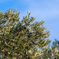 Click to enlarge image olive-picking-croatia-001.jpg