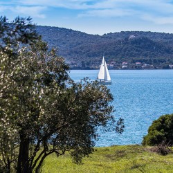 Click to enlarge image olive-picking-croatia.jpg