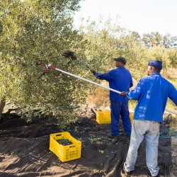 Click to enlarge image olive-picking-croatia004.jpg