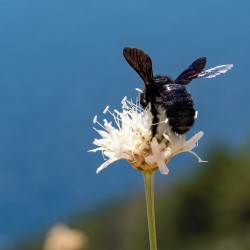 Click to enlarge image 2 Peljeac.jpg