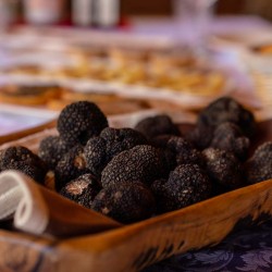 Click to enlarge image truffle-hunt-croatia-istria-000.jpg