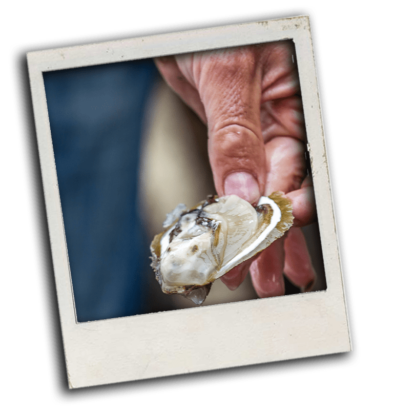 oysters of ston
