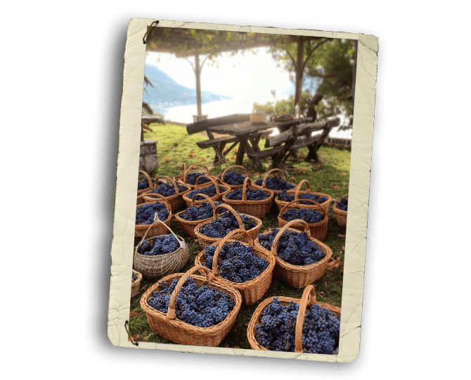 Wine Tours of Croatia