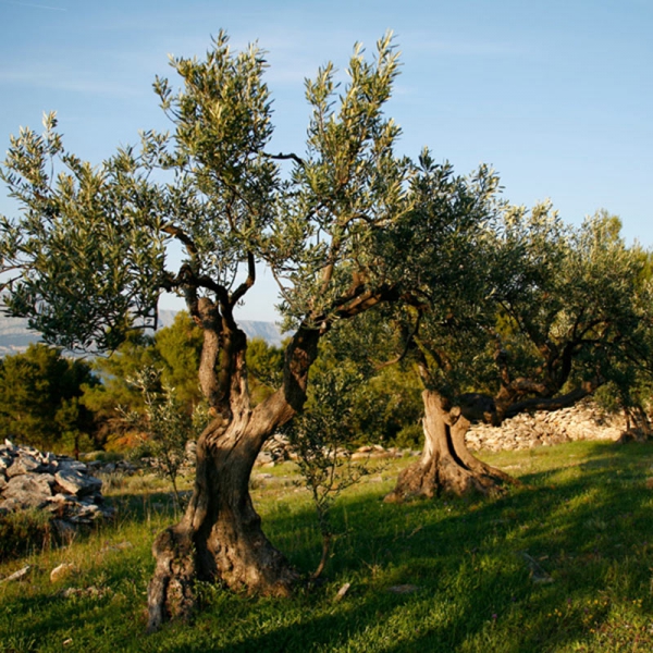 Istria - Home of World's Finest Olive Oils