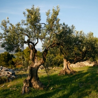 Istria - Home of World's Finest Olive Oils